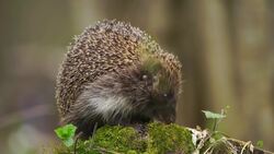 The Hedgehog: Ground Level Footage of this Fascinating Spiny Mammal Stock Footage