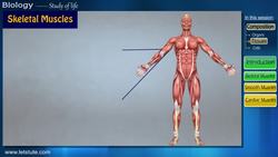 Introduction to Muscular Tissue System in Our Body Instructional Video