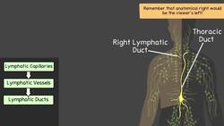 Lymphatic System Instructional Video