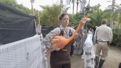 Watch How You Give a Flamingo a Health Exam Instructional Video