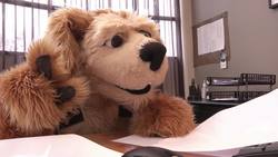 Flash: Albatross Instructional Video