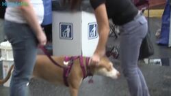 Dogs On Deployment Places Pets Of Soldiers In Foster Homes Instructional Video