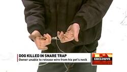 Dog killed in snare: 'I lost a very dear friend.' News Clip