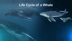 Life Cycle of a Whale Instructional Video