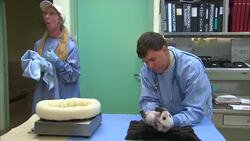 This Is One Of the Most Miraculous Events You’ll See! The Birth of a Panda Instructional Video