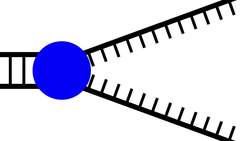 DNA Replication: Copying the Molecule of Life Instructional Video