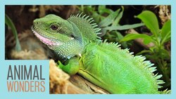 We Built Our Water Dragon A Bioactive Enclosure Instructional Video