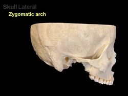Skull bones, sutures and landmarks Instructional Video