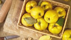 Exploring the Quince: A Tangy Fruit with Mediterranean Roots Instructional Video