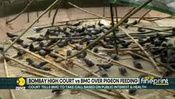 Mumbai Civic Body Plans Controlled Feeding Of Pigeons News Clip