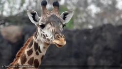 Top 8 Places to Visit in Houston Instructional Video