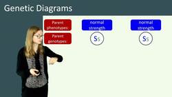 Introduction to Genetic Diagrams for Single Gene Inheritance Instructional Video