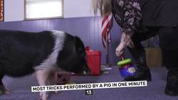 The Talented Pig Who Brings Joy to Everyone Instructional Video