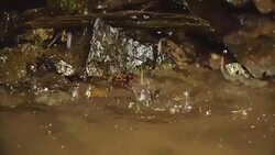 Clean creek in the forest near the waterfall. Stock Footage