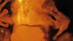 Toad Close Footage Stock Footage