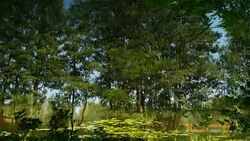 trees vibrant green background Stock Footage