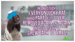 Can You Keep Donating and Regrowing Your Liver? Instructional Video