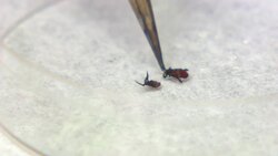 Take tick precautions, but Lyme disease rates remain quite low on Prince Edward Island News Clip