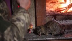 CLEAN : Pets boost morale on Ukraine's frontline amid uncertainty News Clip