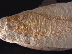 Exploring the Paleozoic Era Instructional Video