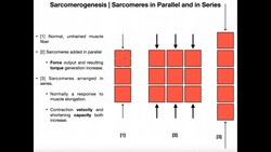 Sarcomerogenesis | Adding Sarcomeres in Parallel & Series Instructional Video