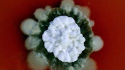 One day, we may fill the tank with fungi fuel! - Science Nation Instructional Video