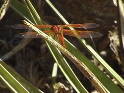 Ciclos de vida: video de evaluación Instructional Video