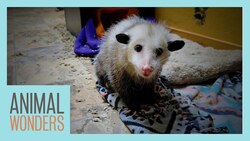 Night Rounds - Checking In After Dark Instructional Video