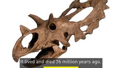 New dinosaur species unveiled at Ottawa museum News Clip