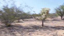 EPIC Lizard Catch! - Part 2 Instructional Video