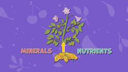 I WONDER - What Are The Main Parts Of A Plant? Instructional Video