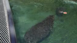 See How a Baby Hippo Celebrates Her First Birthday Instructional Video