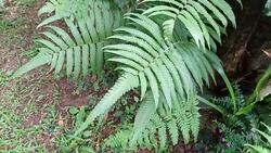 fern leaf in garden Stock Footage