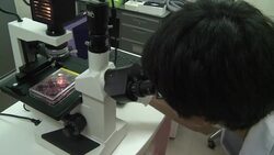 VOICED : Okinawan plant holds promise of News Clip