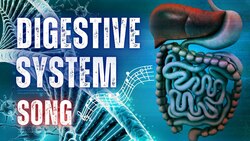 The Digestive System Song with Lyrics Instructional Video