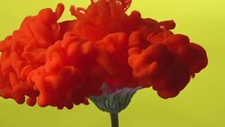 Slow motion Red ink drop into flower. Stock Footage