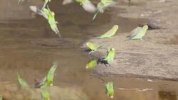 Drone Views of Watarrka: Kings Canyon Like Never Before Stock Footage