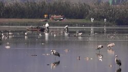CLEAN : Israeli workers remove crane carcasses following bird flu outbreak News Clip