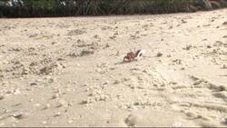 Everglades National Park - Sand Fiddler Crabs (Uca pugilator) Instructional Video