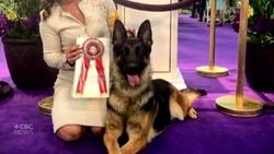 Canadian dog wins female breed prize at prestigious Westminster Dog Show News Clip
