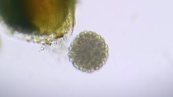 We Recorded Some Strange Goop. What Is It Instructional Video