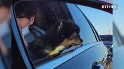 BTS V's Cherished Dog Yeontan Passes Away; Taehyung’s Emotional Farewell Leaves ARMY In Tears | WATCH News Clip