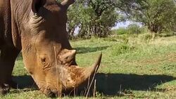 rhino grazing in savanna at africa Stock Footage