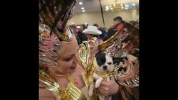 Adorable Dogs in Funky Costumes! - Today's Daily Diversion Instructional Video