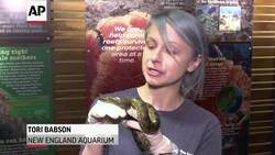 Anaconda snakes born to virgin mother in Boston Instructional Video