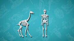 I WONDER - How Long Is A Giraffe's Neck? Instructional Video