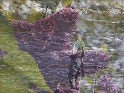 Traits and Heredity: What Is Heredity? Instructional Video