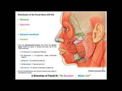 The Facial Nerve [CN VII] | Structure, Function, & Major Branches Instructional Video
