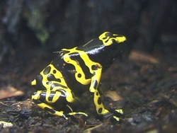 Animales complejos: anfibios Instructional Video