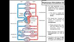 The Basics of Pulmonary Circulation Instructional Video